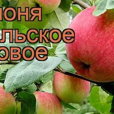 Яблоня Уральское розовое 2х-лет - лпх-первомайское.рф