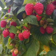 Малина Августовское чудо ( нет в наличии) - лпх-первомайское.рф