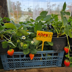 Клубника Азия - лпх-первомайское.рф