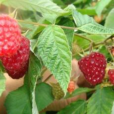 Малина Блестящая - лпх-первомайское.рф