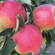 Яблоня Солнцедар ( нет в наличии) - лпх-первомайское.рф