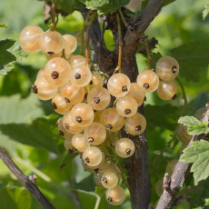 Смородина Потапенко (нет в наличии) - лпх-первомайское.рф