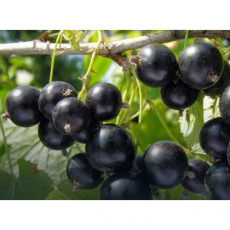 Смородина Бен Алдер - лпх-первомайское.рф