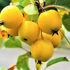 Яблоня Китайка золотая  ( нет в наличии) - лпх-первомайское.рф