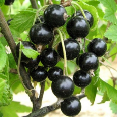 Смородина Славянка - лпх-первомайское.рф