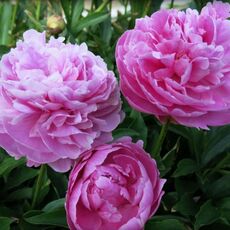 Эмма клем - лпх-первомайское.рф