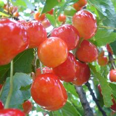 Фатеж (нет в наличии) - лпх-первомайское.рф