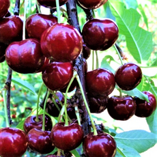 Сытная (нет в наличии) - лпх-первомайское.рф