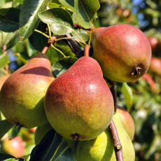 Груша Чусовая(нет в наличии) - лпх-первомайское.рф