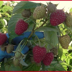 Малина Мапема - лпх-первомайское.рф