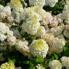 Гортензия" Диамонтино" - лпх-первомайское.рф