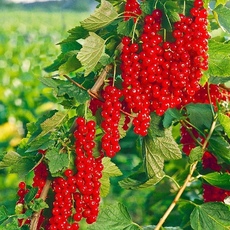 Смородина Ровада - лпх-первомайское.рф