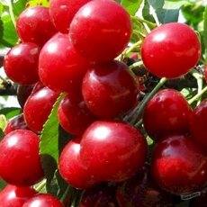 Факел (нет в наличии) - лпх-первомайское.рф