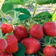 Клубника Джоли - лпх-первомайское.рф