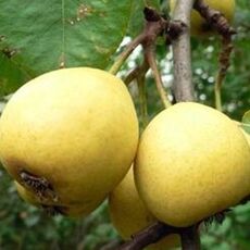 Груша Талица( скороспелка свердловская) - лпх-первомайское.рф
