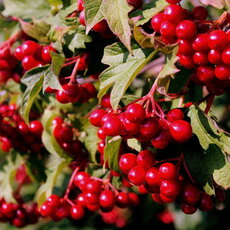 Эликсир - лпх-первомайское.рф