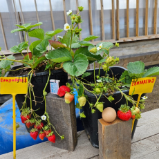 Клубника Елизавета 2 - лпх-первомайское.рф