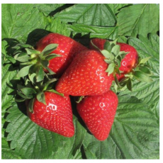 Клубника АМИ (нет в наличии) - лпх-первомайское.рф