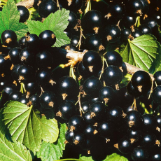 Смородина Глариоза - лпх-первомайское.рф