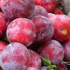  Красномясая - лпх-первомайское.рф