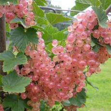 Смородина Мускат розовый( нет в наличии) - лпх-первомайское.рф