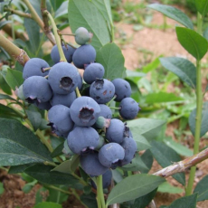 Мидер - лпх-первомайское.рф