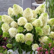 Гортензия "Бобо" (нет в наличии) - лпх-первомайское.рф