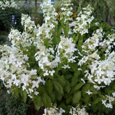 Гортензия "Левана" - лпх-первомайское.рф