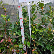 Хардиблю( нет в наличии) - лпх-первомайское.рф