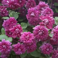 Плена элеганс (нет в наличии) - лпх-первомайское.рф