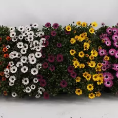 Остеоспермум - лпх-первомайское.рф