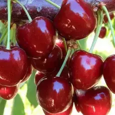 Ивановна(нет в наличии) - лпх-первомайское.рф