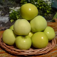 Яблоня Налив исетский - лпх-первомайское.рф