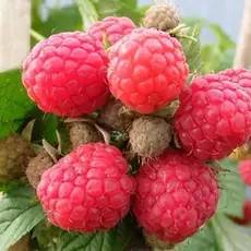 Малина Глен долл - лпх-первомайское.рф