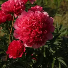 Команд перфоманс - лпх-первомайское.рф