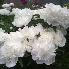 Дюшес де немур - лпх-первомайское.рф