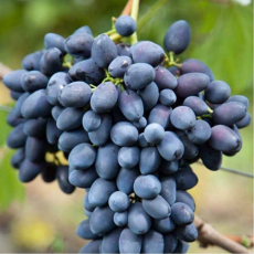Виноград Надежда ( нет в наличии) - лпх-первомайское.рф
