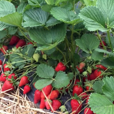 Клубника Мальга (нет в наличичи) - лпх-первомайское.рф