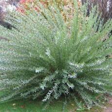  Ива Маяк - лпх-первомайское.рф