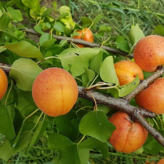 Абрикос Гордость Хакасии - лпх-первомайское.рф