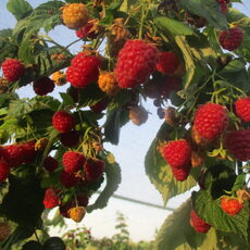 Малина Делнива - лпх-первомайское.рф