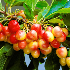 Красная горка ( нет в наличии) - лпх-первомайское.рф