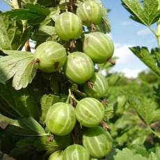 Берилл( нет в наличии) - лпх-первомайское.рф