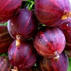 Консул - лпх-первомайское.рф