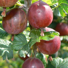 Садко(нет в наличии) - лпх-первомайское.рф