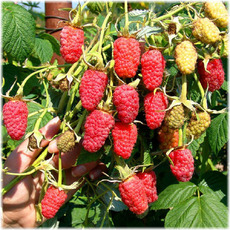 Малина Гордость России - лпх-первомайское.рф