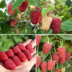 Малина Каскад делайт - лпх-первомайское.рф