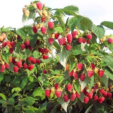 Малина Сказка - лпх-первомайское.рф