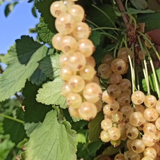 Смородина Алмазная(нет в наличии) - лпх-первомайское.рф