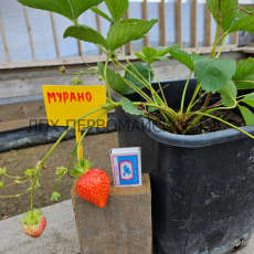 Клубника Мурано - лпх-первомайское.рф